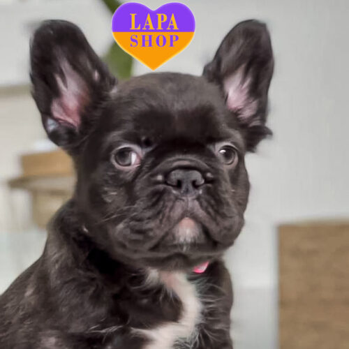 Милая красавица породы французский бульдог флаффи Баги