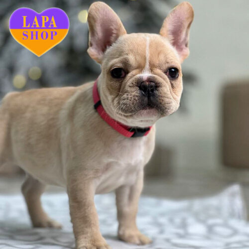 Очаровательная девочка породы французский бульдог Белла