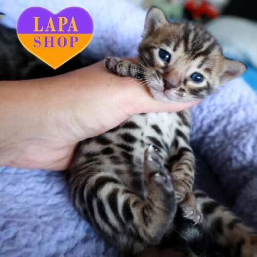 Очаровательная бенгальская кошечка Bibl