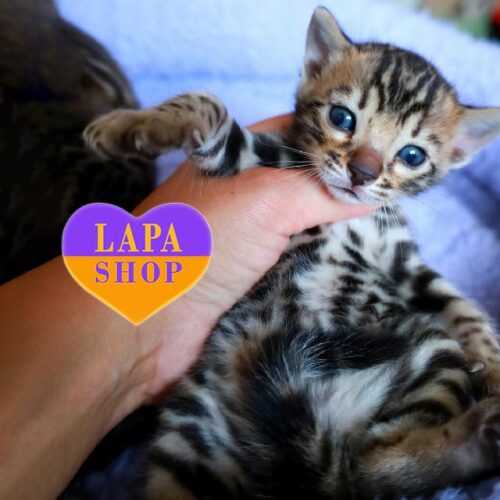 Бенгальская красавица Bobo