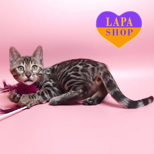 Милая бенгальская кошечка Octavia