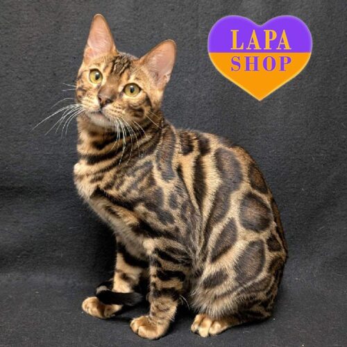 Бенгальський красунчик Oliver