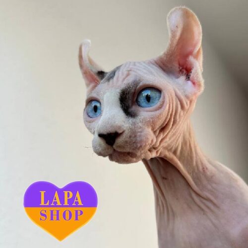 Голубоглазая красавица породы эльф Blanca