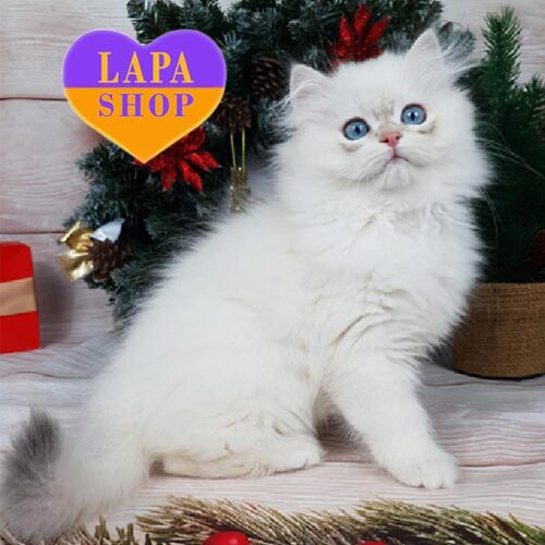 Очаровательный длинношерстный британский котенок в голубо-золотой поинтовой шубке Lime <br>