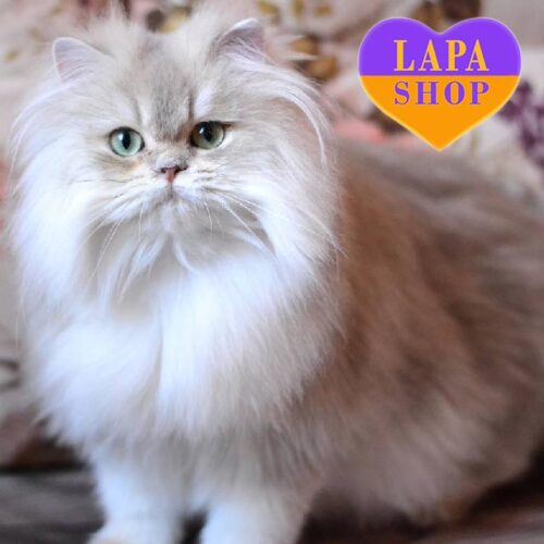 Британский длинношерстный красавчик голубо-золотого окраса Лакки