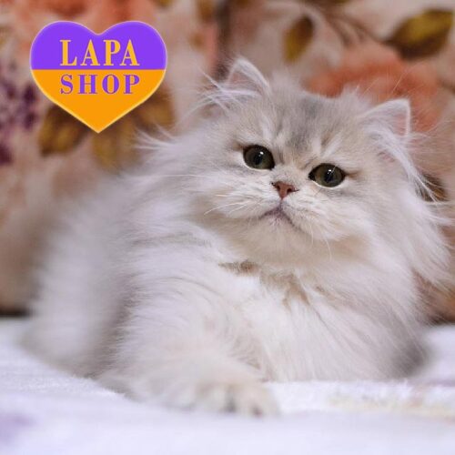 Merilin is a Charming British Longhair Kitty