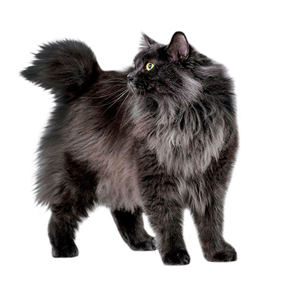 Kurilian Bobtail Kittens from Europe for Sale