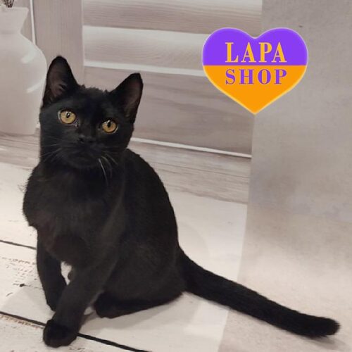 Очаровательный бомбейский котенок Остап