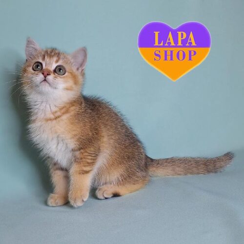 Arsenia is a British Beauty with Golden Chinchilla