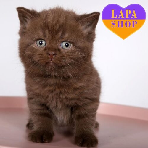 Choco — милый британский котенок в роскошной шоколадной шубке