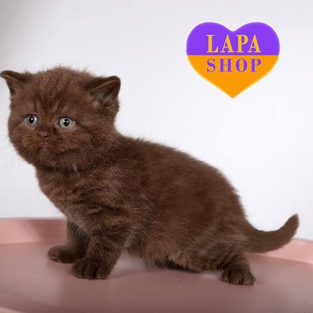 Choco is a Cute British Kitten in a Luxurious Chocolate Fur Coat