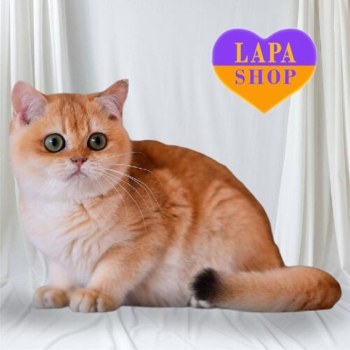 Очаровательный британский котенок золотого окраса Карат