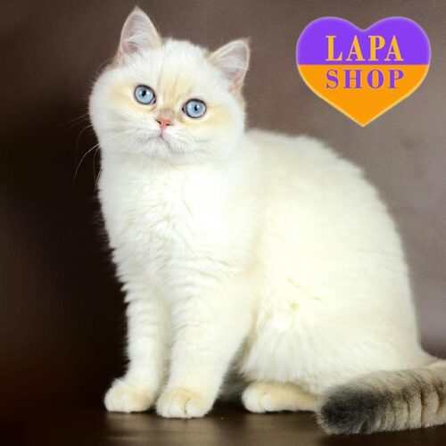 Мила британська кішечка ніжного забарвлення Lily — в розведення