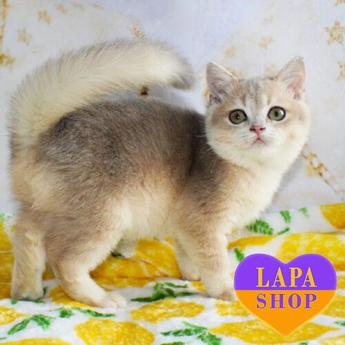 Lordy is a Cute British Blue Golden Kitten