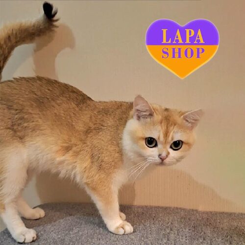 Очаровательный британский котик в золотой шубке Oskar