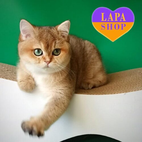 Милая британская кошечка драгоценного золотого окраса Vivienne