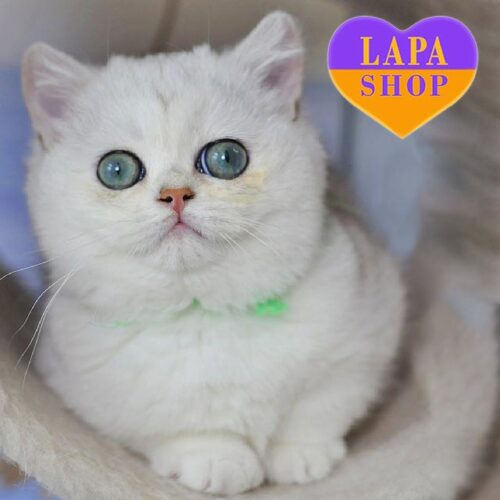 Zelya — дуже лагідне та грайливе британське кошеня з милою мордочкою "бебі-фейс"