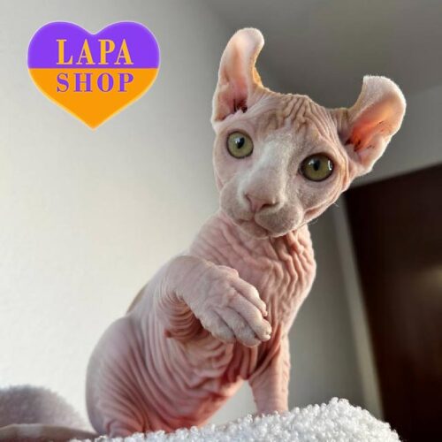 Bruno is a Charming Kitten of an Unique Breed Elf