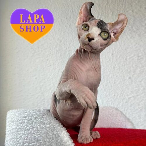 Cute Elf Kitty With Green Eyes Buffy