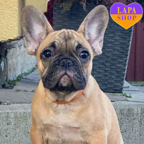 Милая девочка французский бульдог — ваша будущая любимица