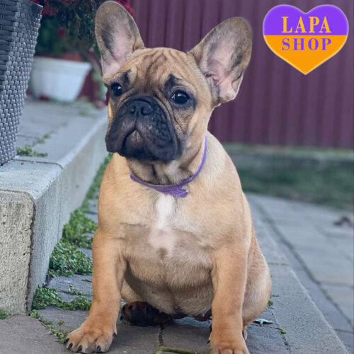 Очаровательная палевая девочка французский бульдог