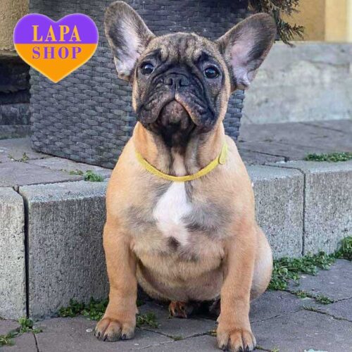 Щенок французский бульдог палевого окраса