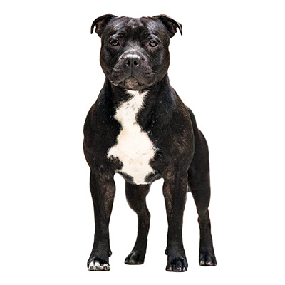 Стаффордширський бультер'єр