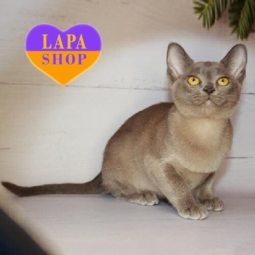 Красавица в голубой шубке породы европейская бурма Sansa