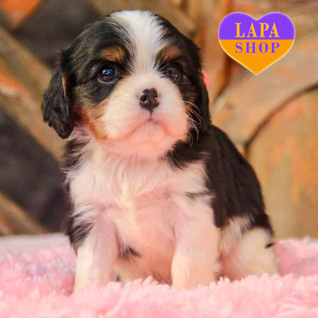 Lovely Cavalier King Charles Spaniel Girl