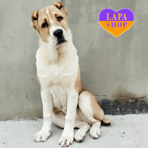 Чарівна дівчинка породи середньоазійська вівчарка