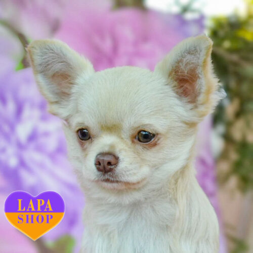 Длинношерстный красавчик породы чихуахуа кремового окраса Self Reliant Fil