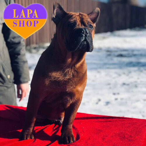 Милий хлопчик породи китайський бульдог чекає на родину