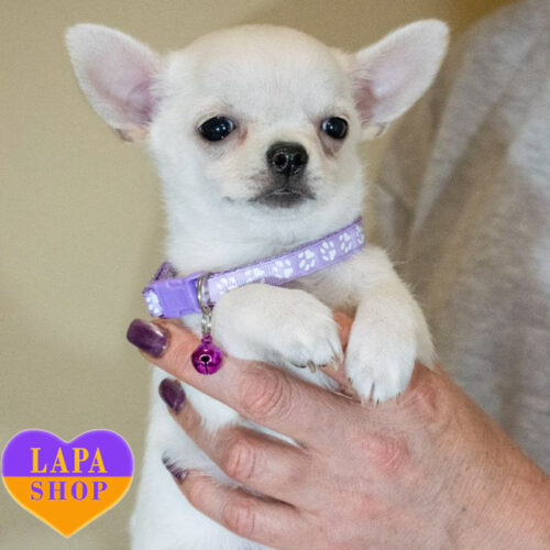 Очаровательный короткошерстный мальчик породы чихуахуа