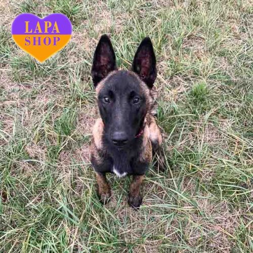 Coco Chanel – девочка породы малинуа, готовая к новому дому.