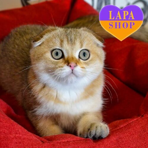 Вислоухий шотландский котик Далан