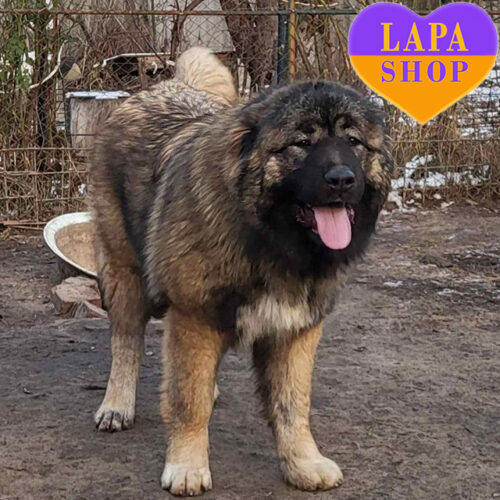 Сіра красуня породи кавказька вівчарка Denni