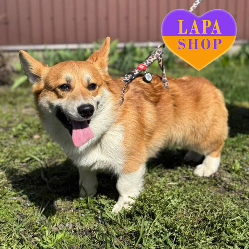 Щенок вельш корги пемброк Динги — ваш будущий любимец