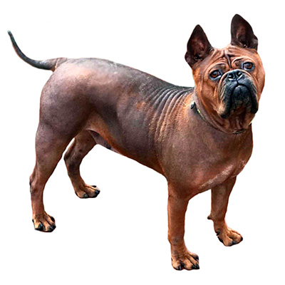 Чунцин (китайський бульдог)