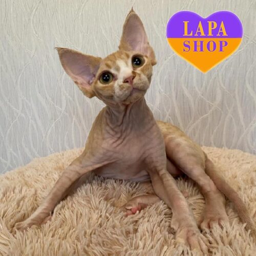 Очаровательная кошечка породы девон-рекс нежного окраса Джейд