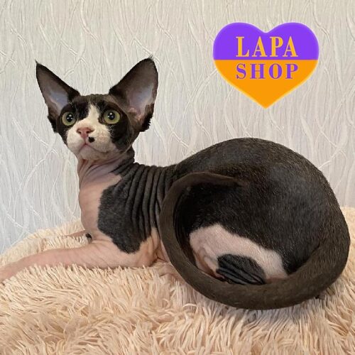 Красавчик породы девон-рекс Джордан