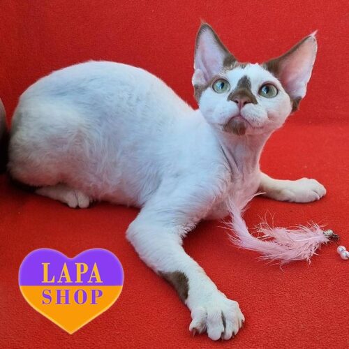 Neko — очаровательный девон-рекс в шоколадно-белой шубке