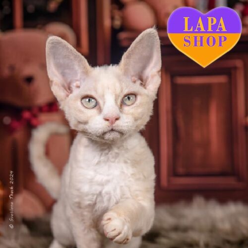 Charming Cream-Colored Devon Rex Kitten Solya