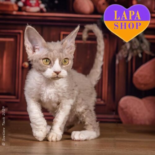 Красавица Соня породы девон-рекс