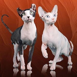 Милая кошечка с зелеными глазками породы эльф Buffy elf dm