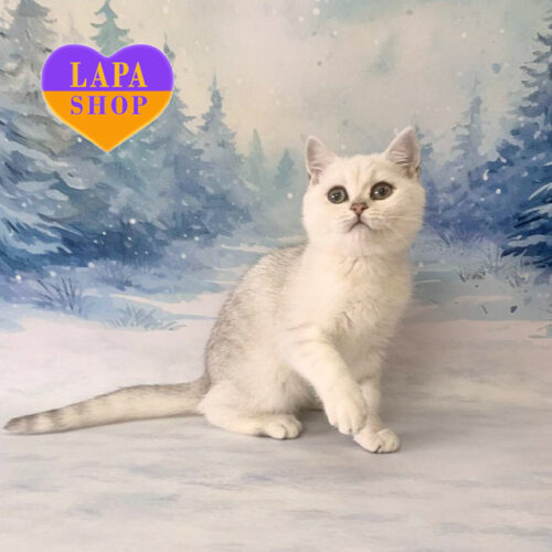 Еlisa — шотландская красавица окрасом серебристая шиншилла