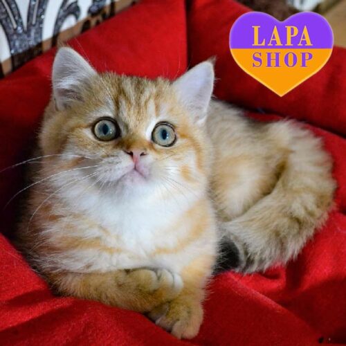 Cute Scottish Boy Elisey is Looking for a Family