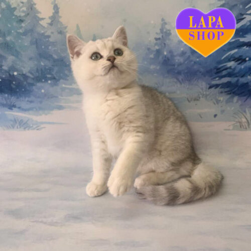 Серебристый шотландский котенок Emir