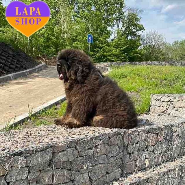 Empire-Romanovix-Lester-01