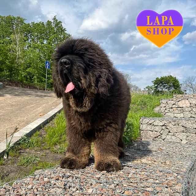 Empire-Romanovix-Lester-02