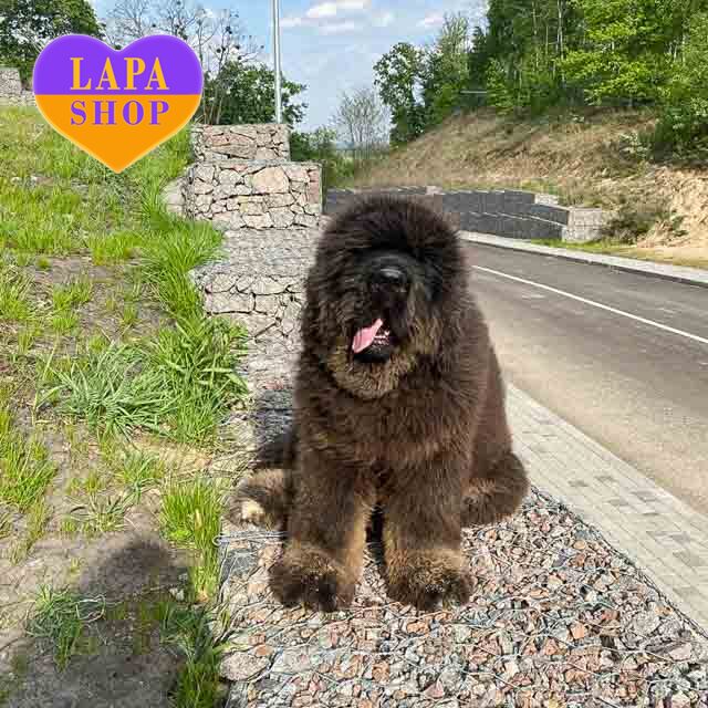 Empire-Romanovix-Lester-03